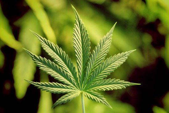 marijuana leaf on white illegal skunk from amsterdam